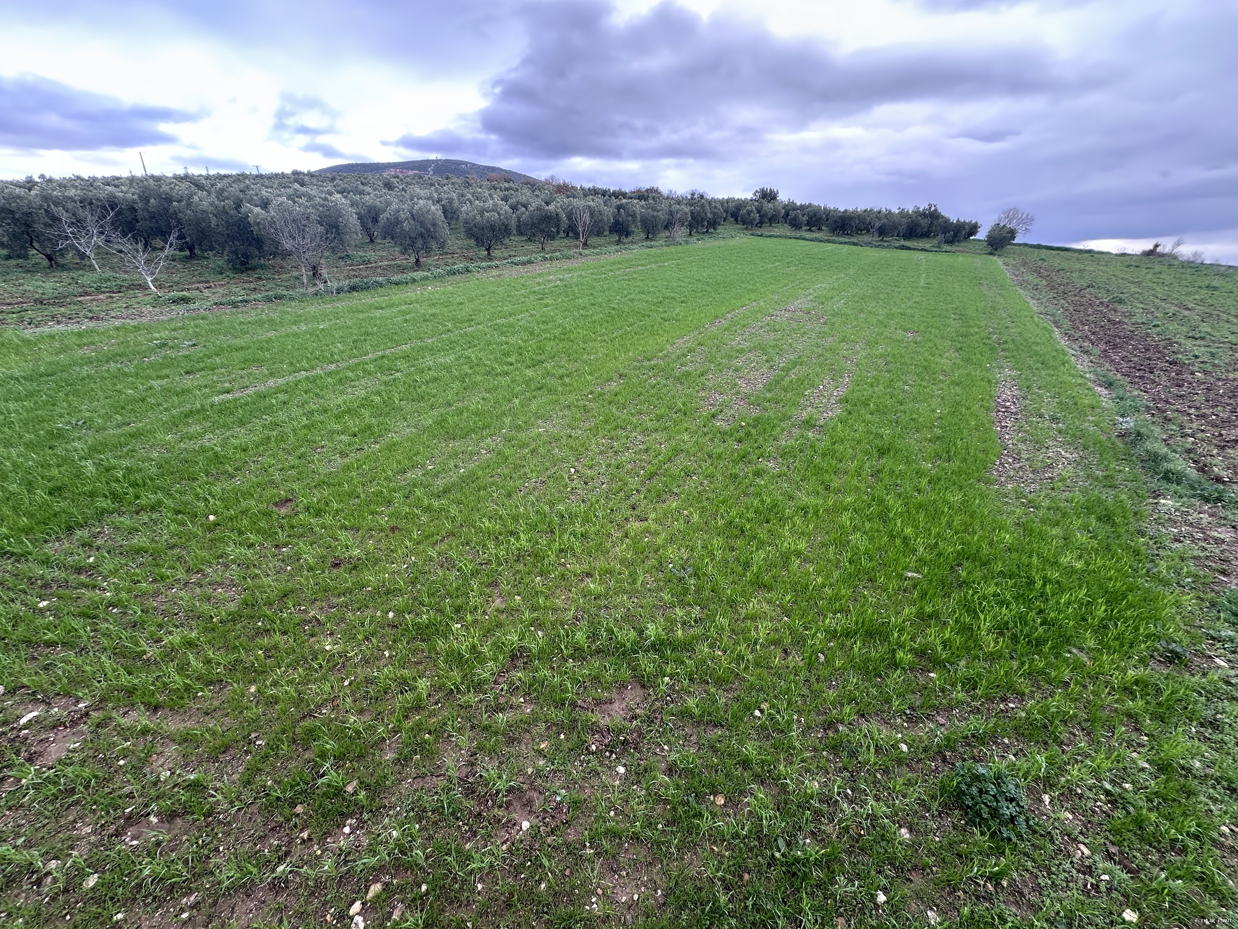 Şahinköy Hobi Bahçesine Uygun Tarla